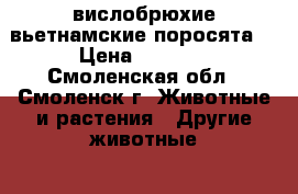 вислобрюхие вьетнамские поросята  › Цена ­ 1 500 - Смоленская обл., Смоленск г. Животные и растения » Другие животные   . Смоленская обл.,Смоленск г.